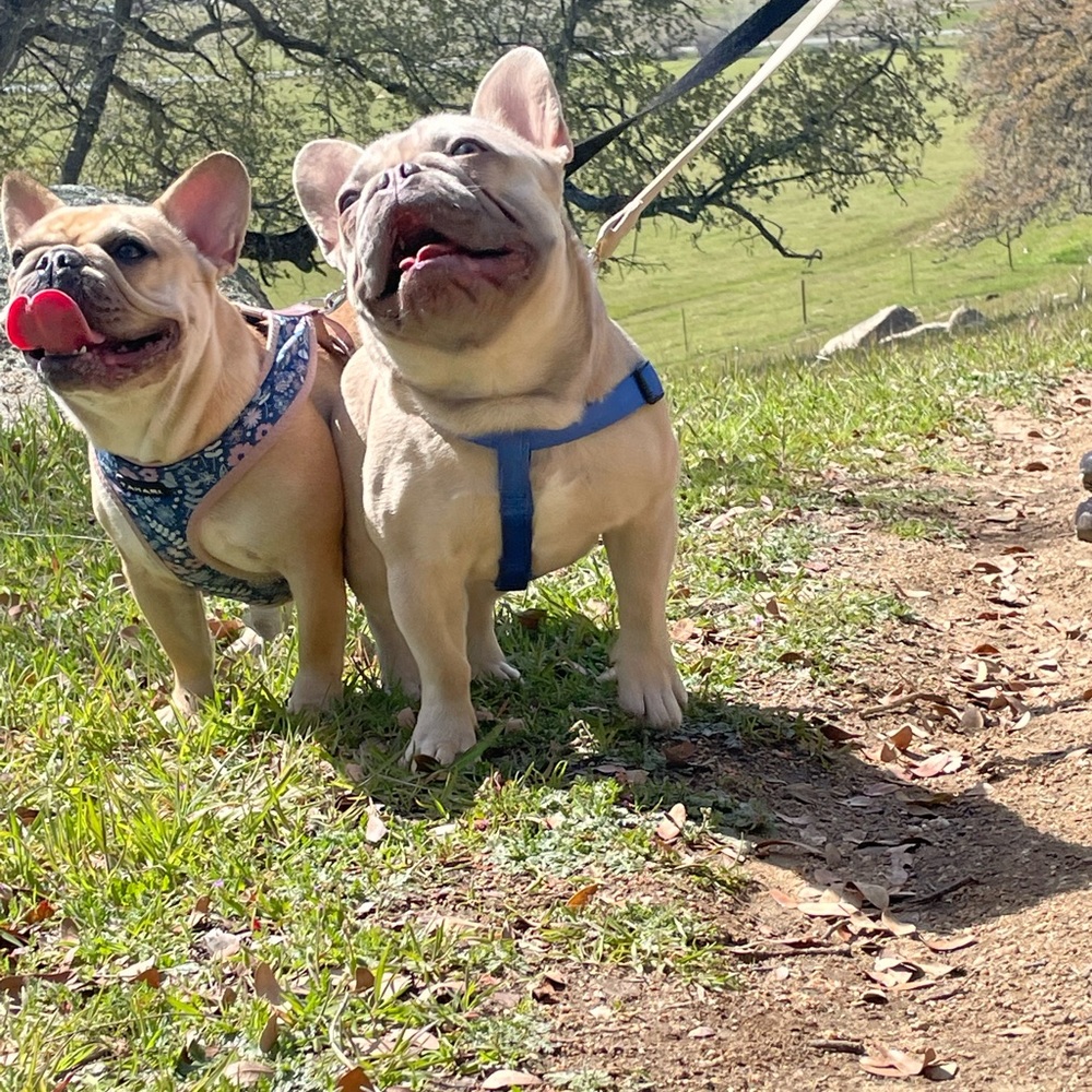 Meet your Posher, Vernice